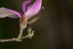 Eastern milkpea